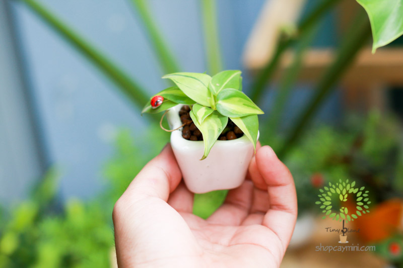 Cây Cảnh Mini - Tiny Plant Cây Cảnh Mini