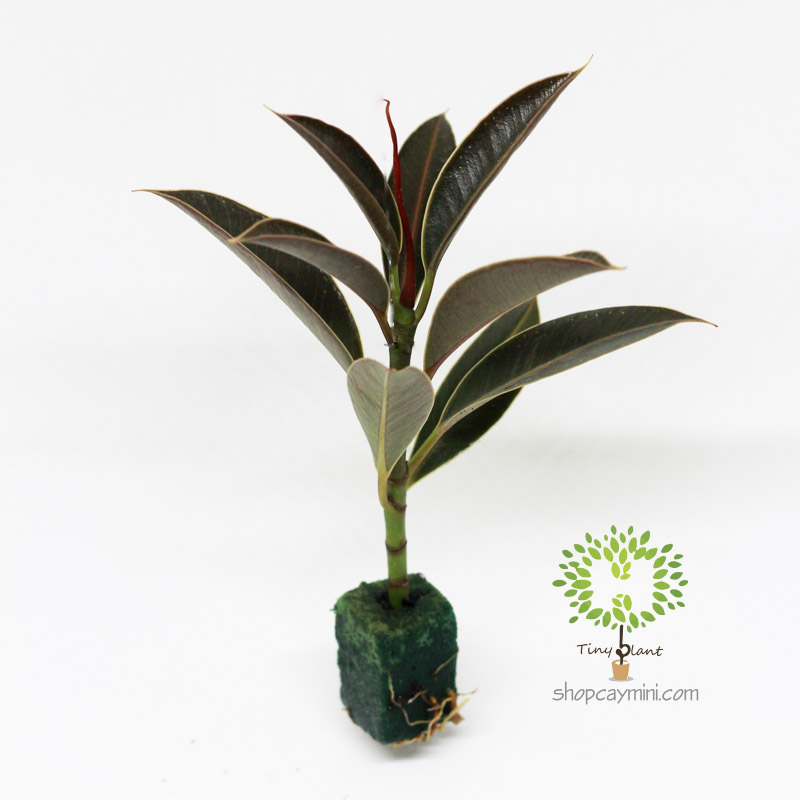 Da Nhật Mini - Tiny Plant Đa Búp Đỏ Mini