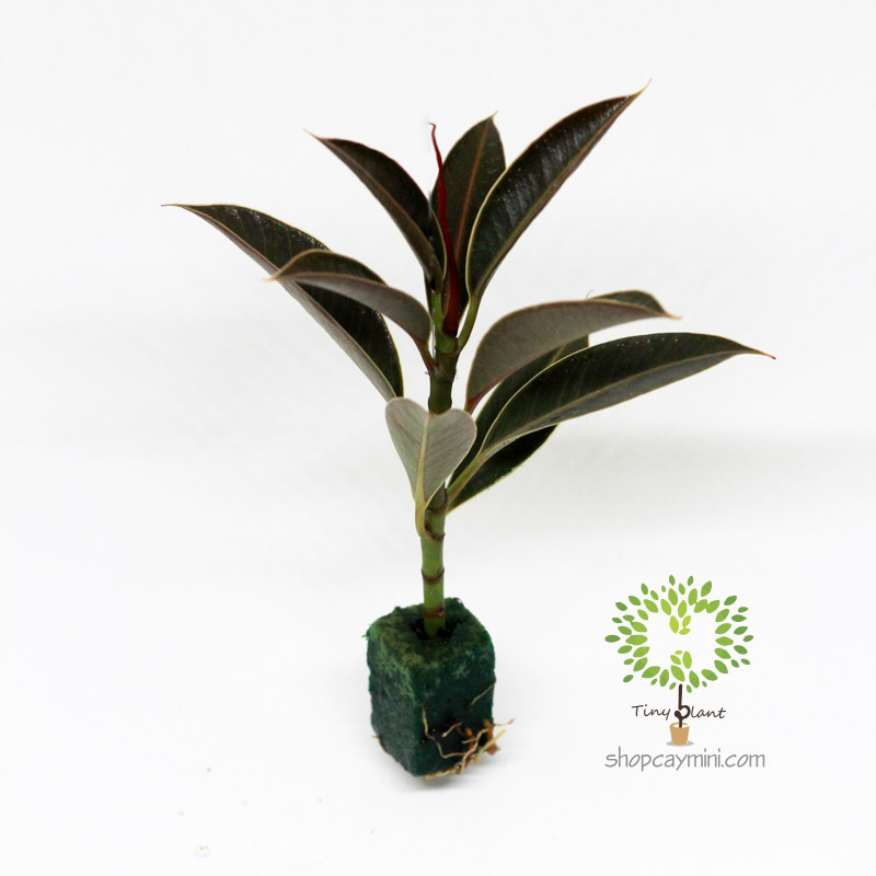 Da Nhật Mini - Tiny Plant Đa Búp Đỏ Mini