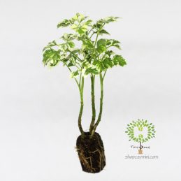 Đinh Lăng Cẩm Thạch Mini - Tiny Plant