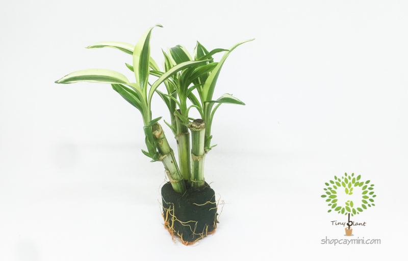 Phát Tài Khúc Mini - Tiny Plant Chọn cây cảnh mini theo cung hoàng đạo