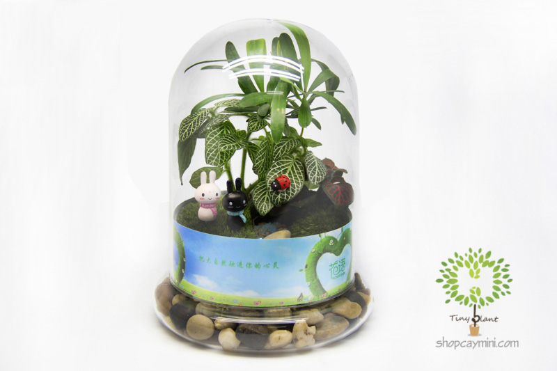 Bình Thủy Tinh Nắp Úp SBT009 Bình Nắp Úp