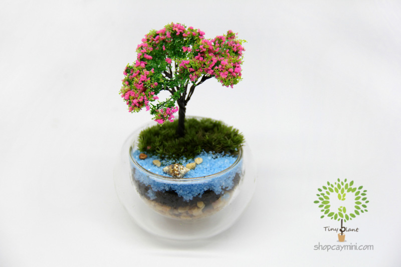 Chậu Thủy Tinh 2 Lớp SBT011 Chậu 2 Lớp