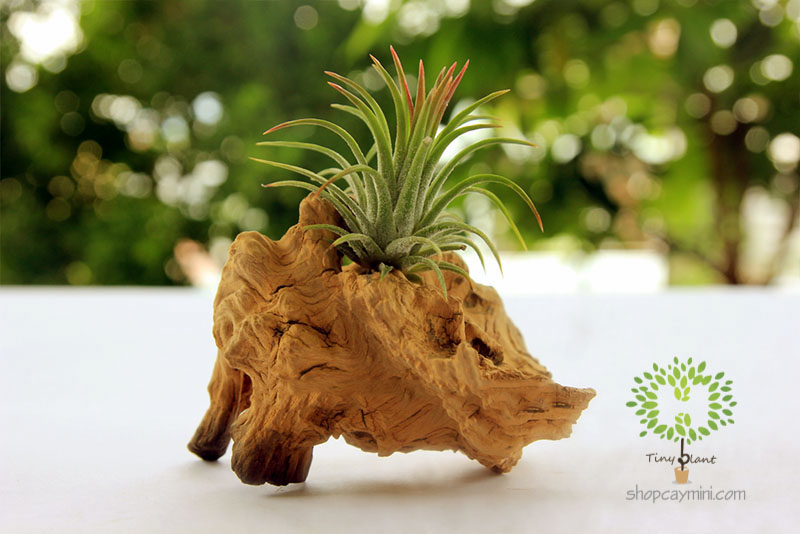 Cây Không Khí Ionantha - Tiny Plant Cây Không Khí