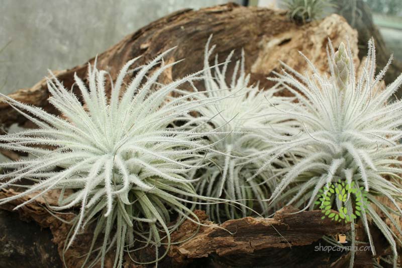 Cây Không Khí Bông Tuyết Tectorum - Tiny Plant Cây Không Khí