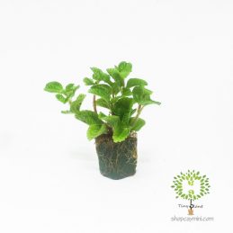 Lá Bạc Hà Mini - Tiny Plant
