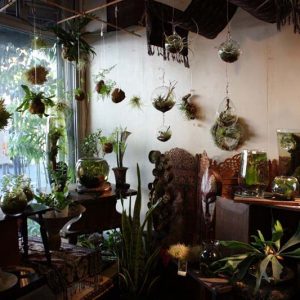 Shop Cây Không Khí - Tiny Plant